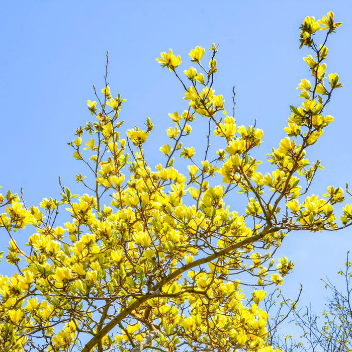 Yellow Bird Magnolia