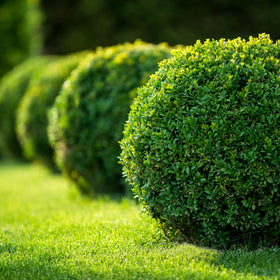 Shop All Small Evergreen Shrubs →