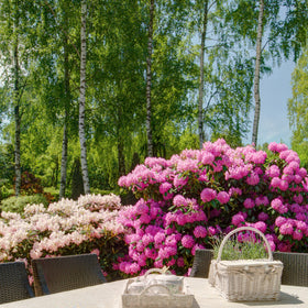 Shop All Flowering Shrubs →