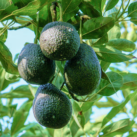 Shop All Fruit Trees →