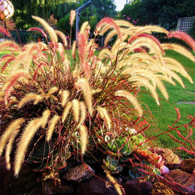 Shop All Groundcovers & Grasses →